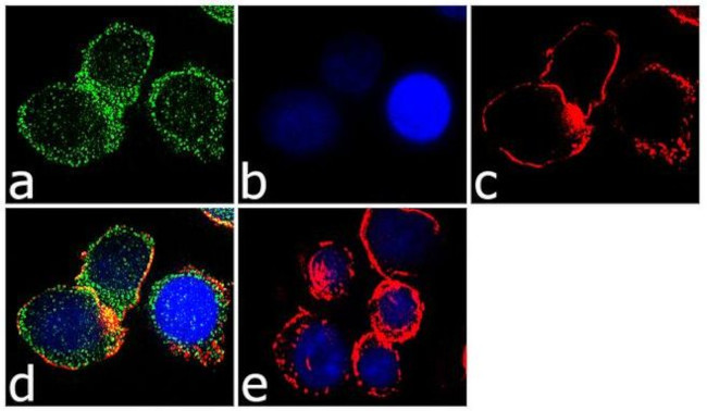 ITGA4 Antibody in Immunocytochemistry (ICC/IF)