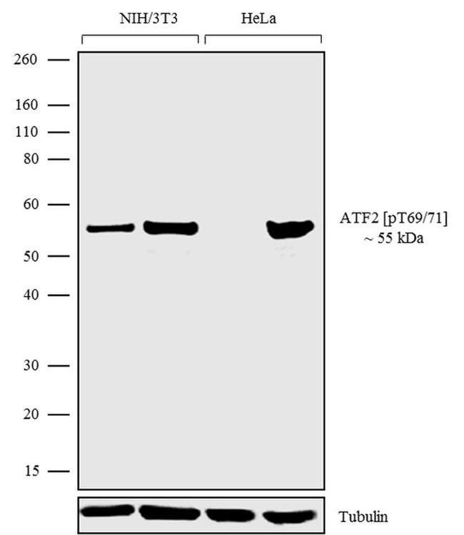 Phospho-ATF2 (Tyr69, Thr71) Antibody in Western Blot (WB)