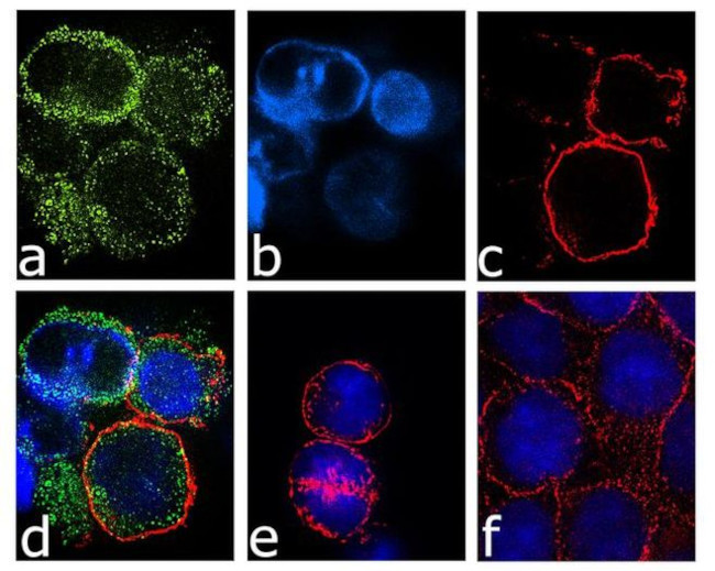 CXCR1 Antibody in Immunocytochemistry (ICC/IF)