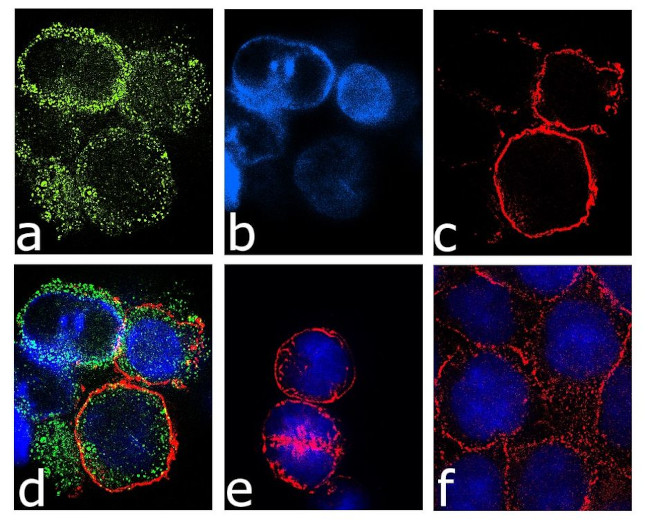 CXCR1 Antibody