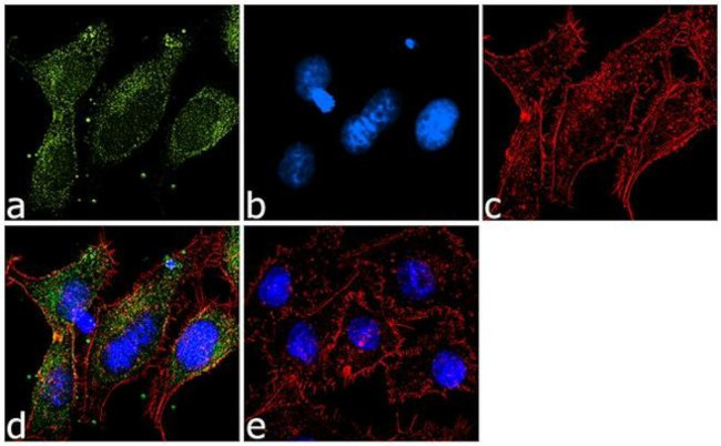 PRDX6 Antibody in Immunocytochemistry (ICC/IF)