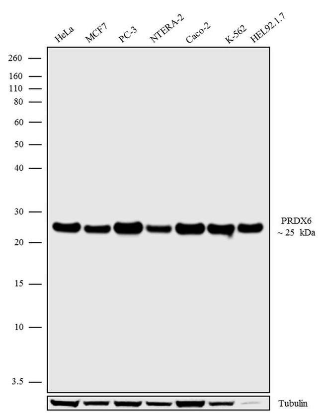 PRDX6 Antibody in Western Blot (WB)