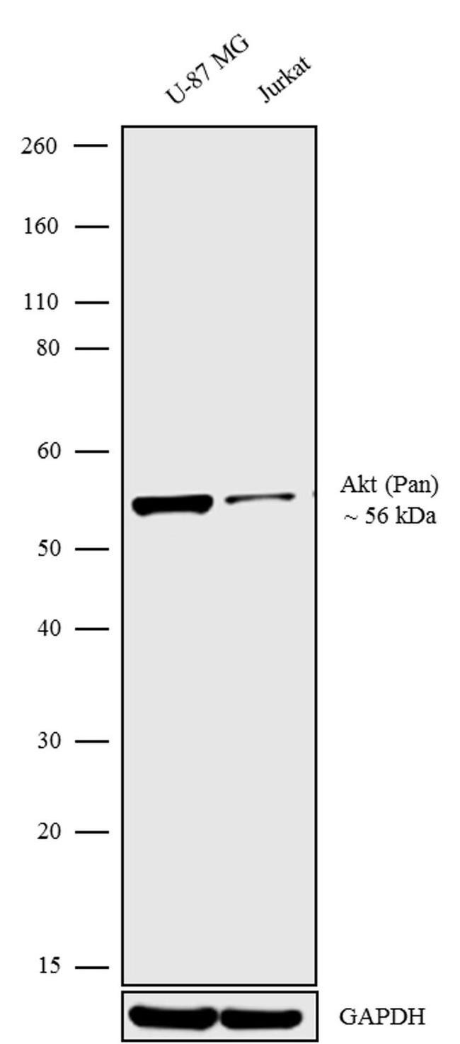 AKT Pan Antibody in Western Blot (WB)