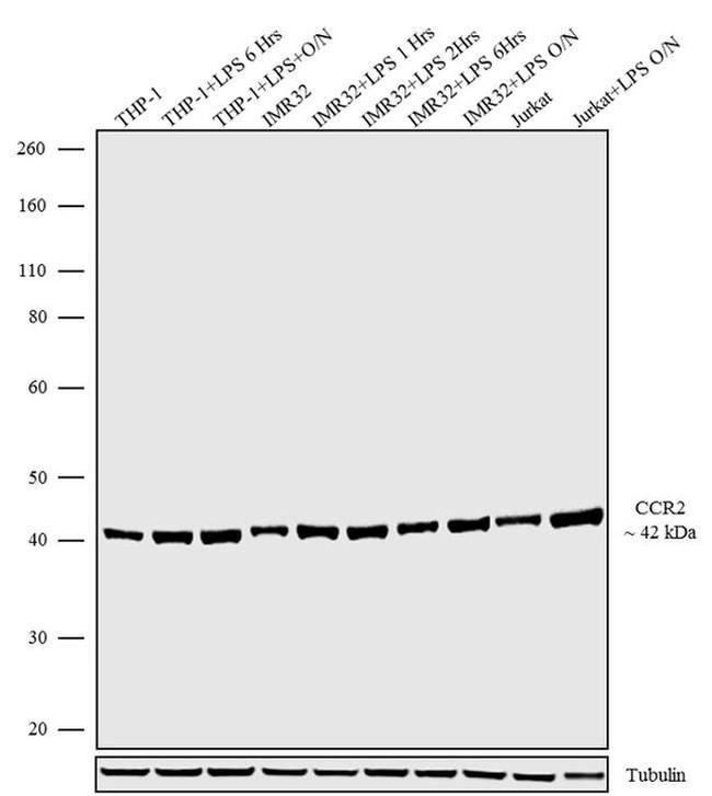 CCR2 Antibody