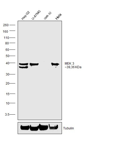 MEK3 Antibody