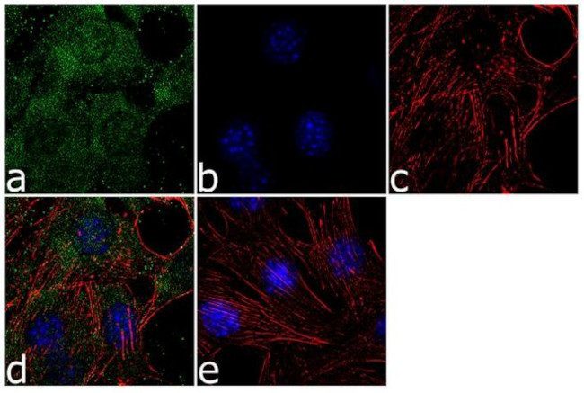 MEK3 Antibody in Immunocytochemistry (ICC/IF)