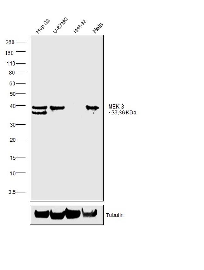 MEK3 Antibody in Western Blot (WB)