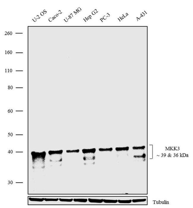 MEK3 Antibody in Western Blot (WB)