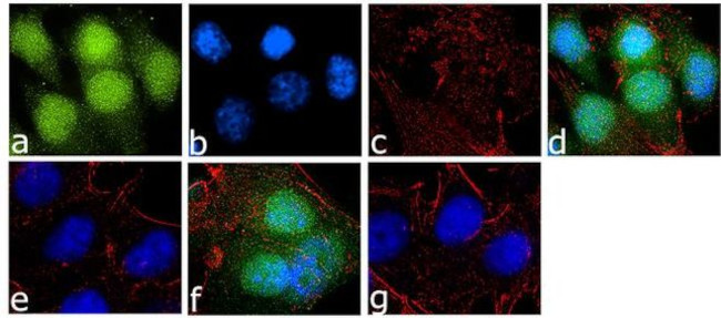 Phospho-GSK3 alpha/beta (Tyr279, Tyr216) Antibody in Immunocytochemistry (ICC/IF)