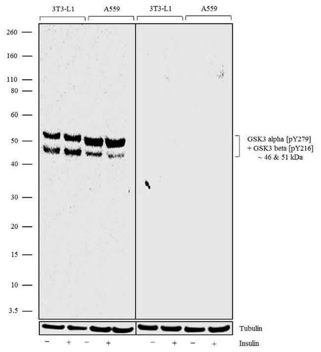 Phospho-GSK3 alpha/beta (Tyr279, Tyr216) Antibody in Western Blot (WB)