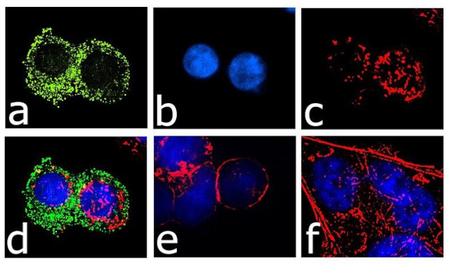 CCR3 Antibody