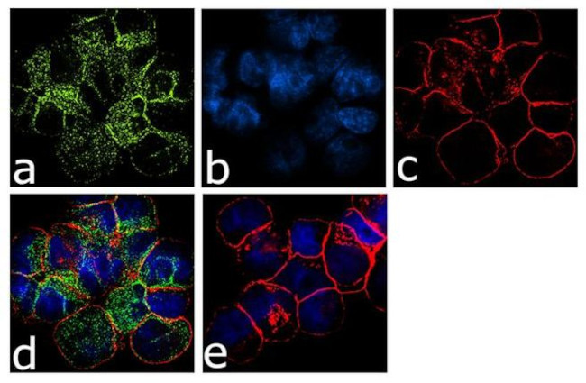 CCR5 Antibody in Immunocytochemistry (ICC/IF)