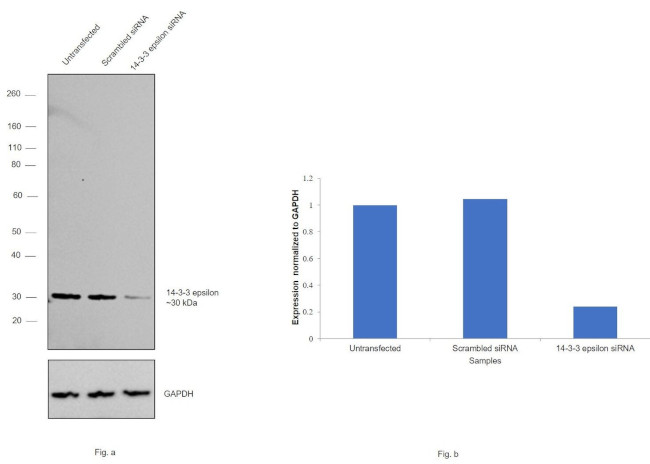 14-3-3 epsilon Antibody