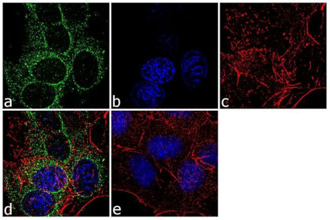 YBX1 Antibody in Immunocytochemistry (ICC/IF)