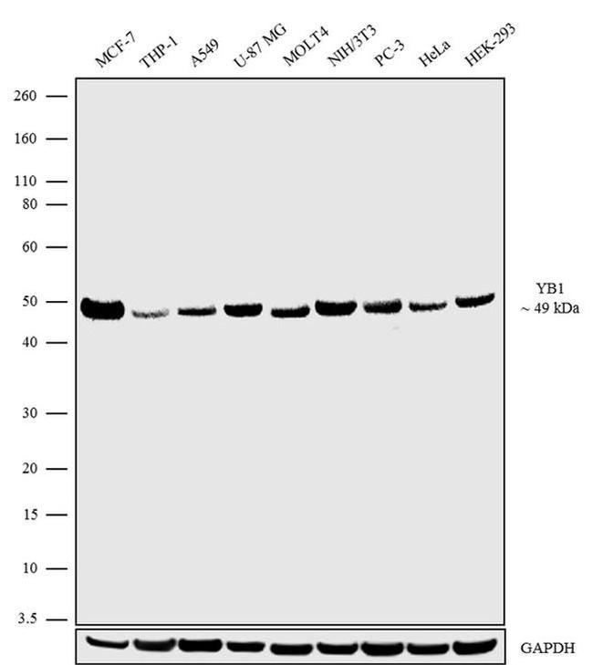 YBX1 Antibody in Western Blot (WB)