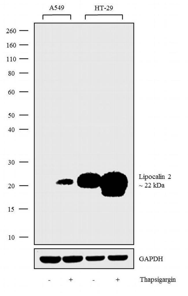 NGAL Antibody