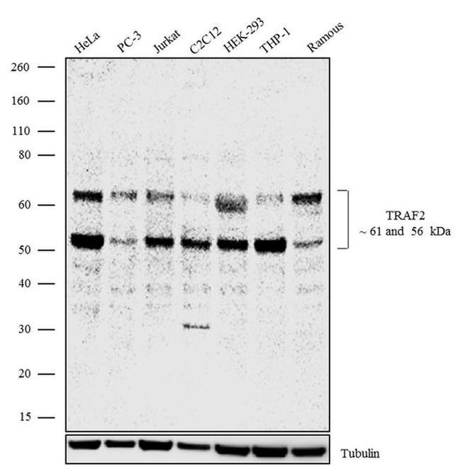 TRAF2 Antibody in Western Blot (WB)