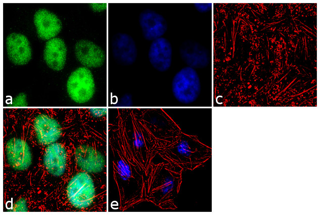 FKBP5 Antibody in Immunocytochemistry (ICC/IF)