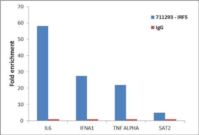 IRF5 Antibody in ChIP Assay (ChIP)