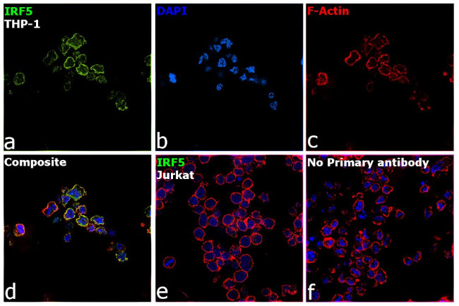 IRF5 Antibody in Immunocytochemistry (ICC/IF)