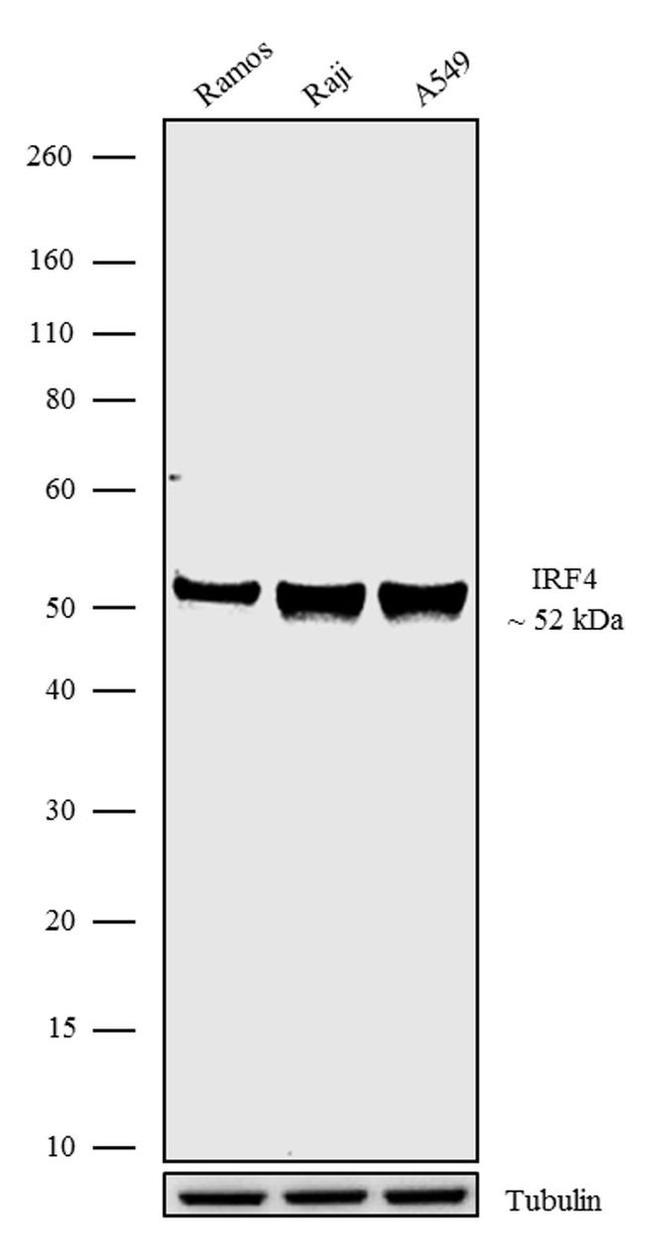 IRF4 Antibody in Western Blot (WB)