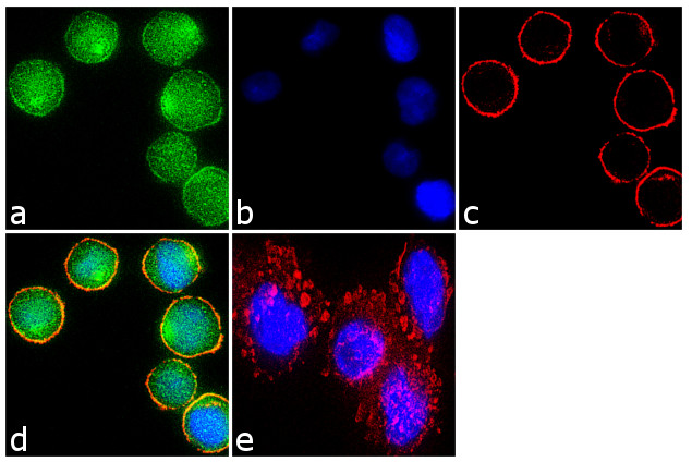 DR3 Antibody in Immunocytochemistry (ICC/IF)