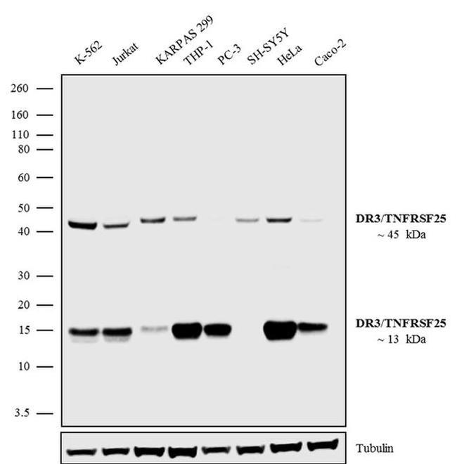 DR3 Antibody in Western Blot (WB)