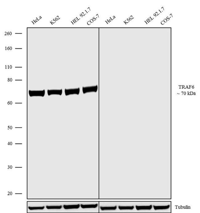 TRAF6 Antibody in Western Blot (WB)