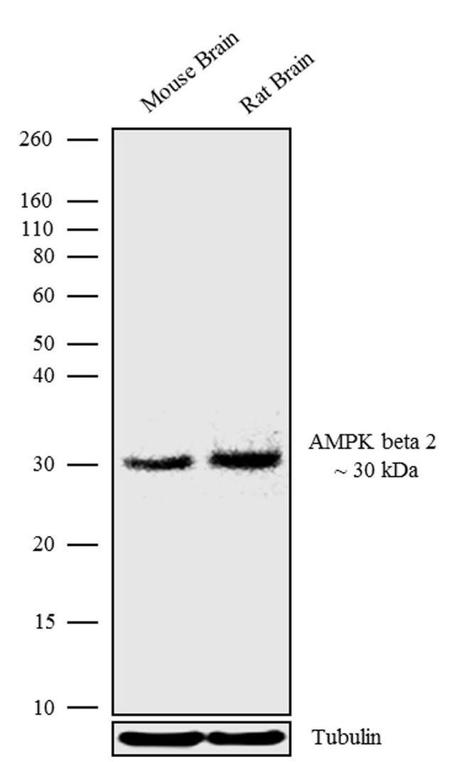 AMPK beta-2 Antibody in Western Blot (WB)