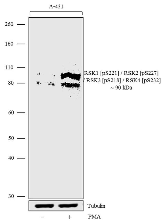 Phospho-RSK Pan (Ser221, Ser227, Ser218, Ser232) Antibody