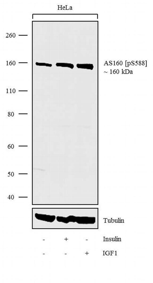 Phospho-AS160 (Ser588) Antibody