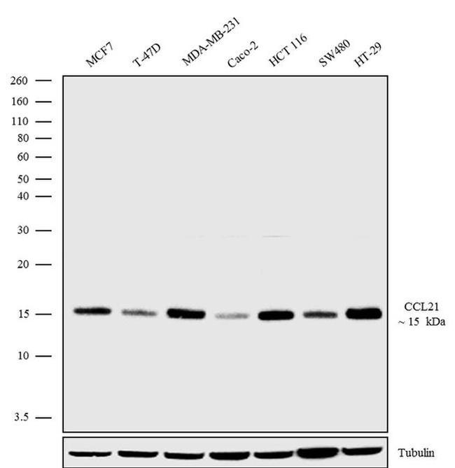 CCL21 Antibody in Western Blot (WB)