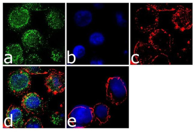 CX3CR1 Antibody in Immunocytochemistry (ICC/IF)