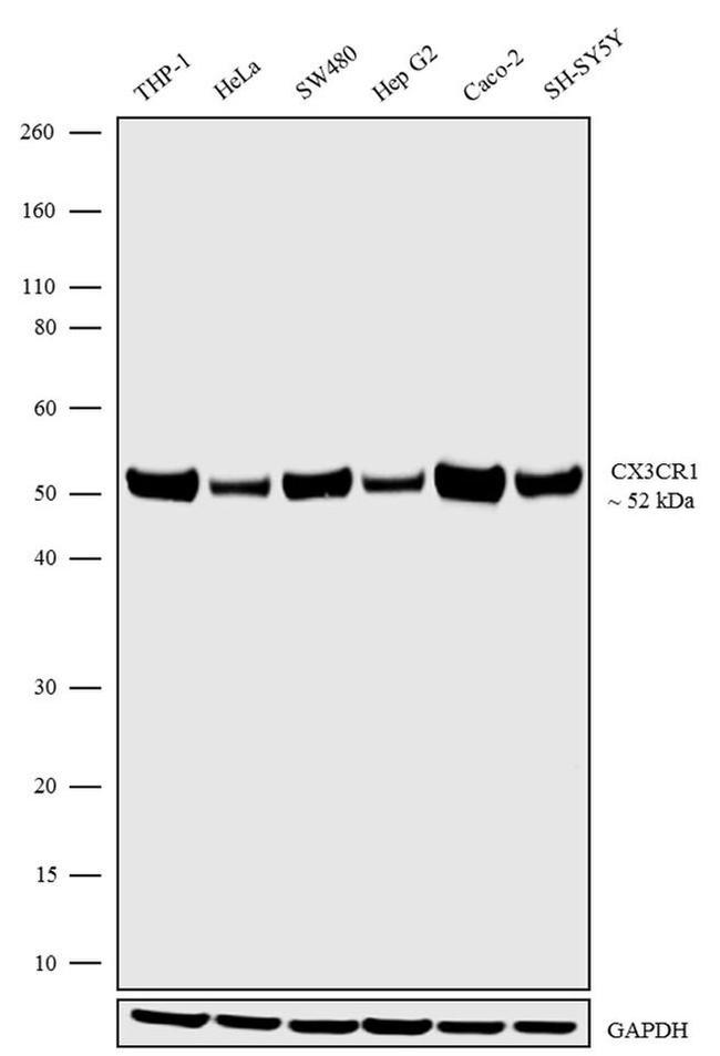 CX3CR1 Antibody in Western Blot (WB)