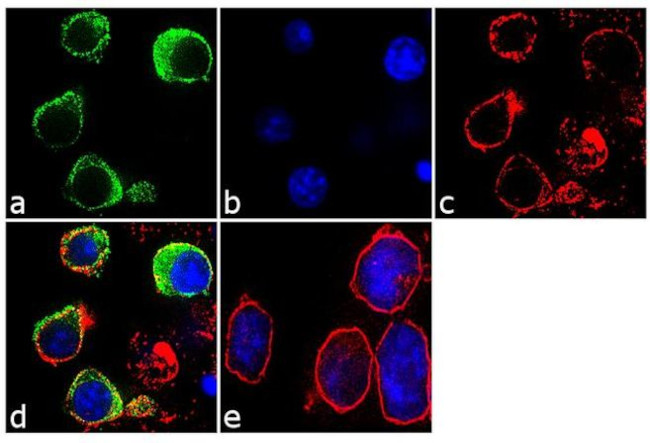 IRF9 Antibody in Immunocytochemistry (ICC/IF)