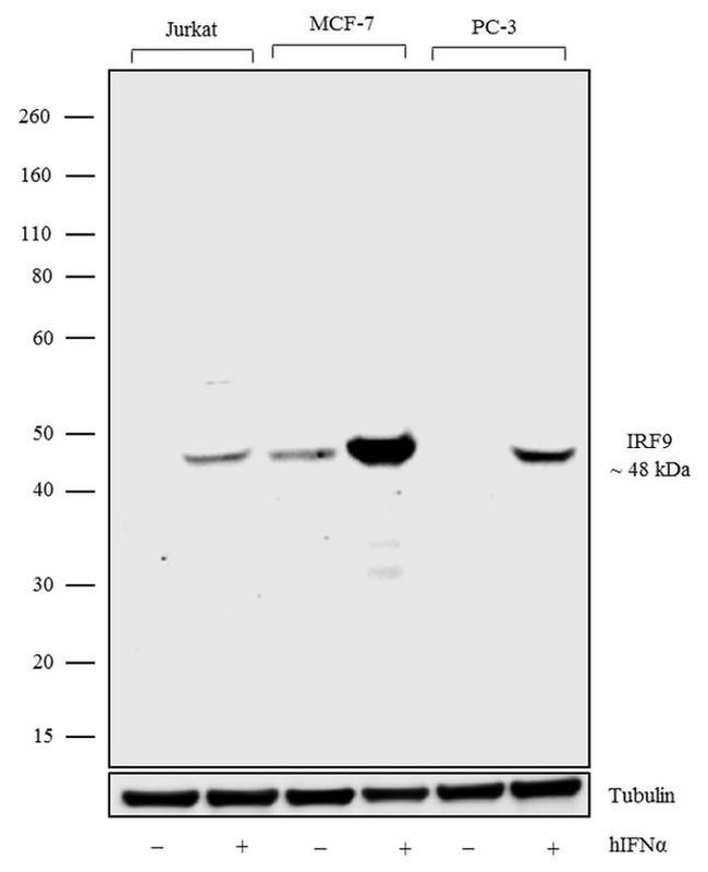 IRF9 Antibody in Western Blot (WB)