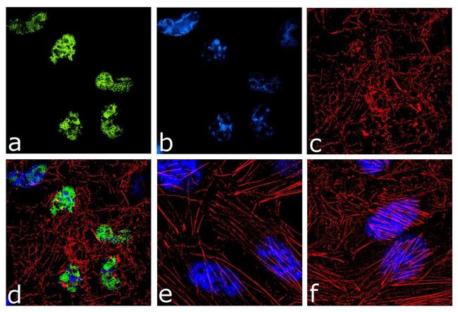 PARP1 Antibody