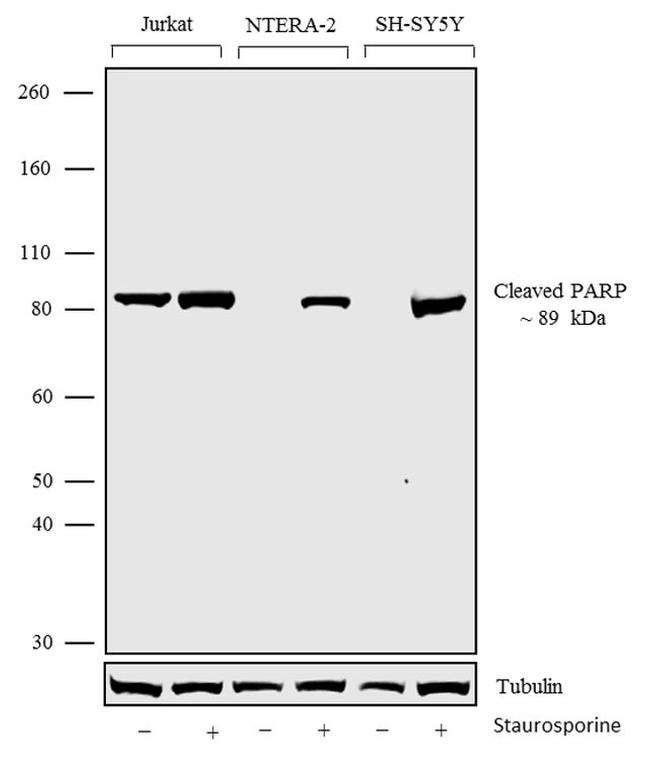 PARP1 Antibody