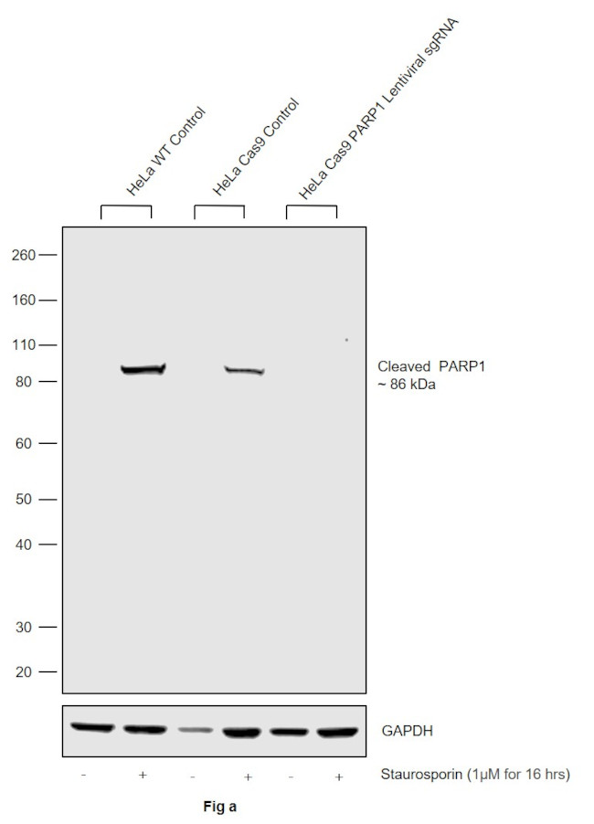 PARP1 Antibody