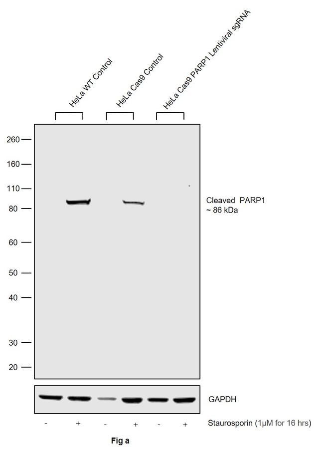 PARP1 Antibody in Western Blot (WB)