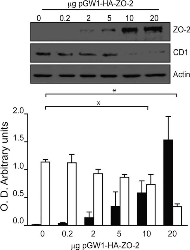 ZO-2 Antibody in Western Blot (WB)