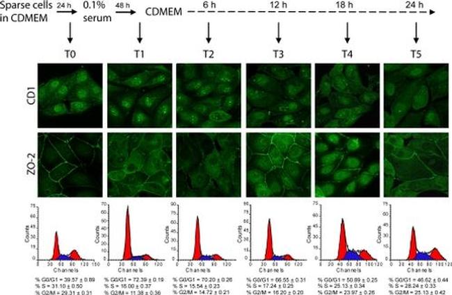 ZO-2 Antibody in Immunocytochemistry, Flow Cytometry (ICC/IF, Flow)