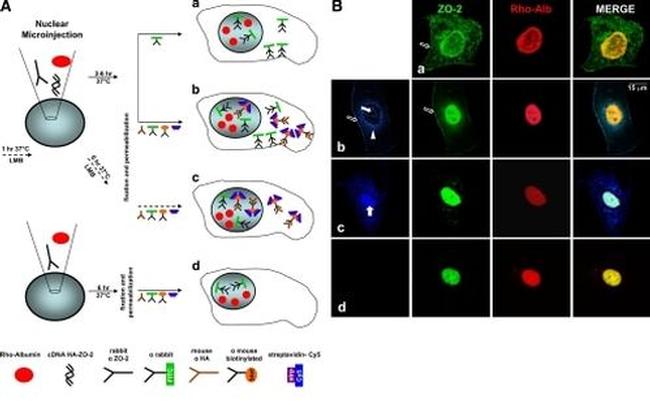 ZO-2 Antibody in Immunocytochemistry (ICC/IF)