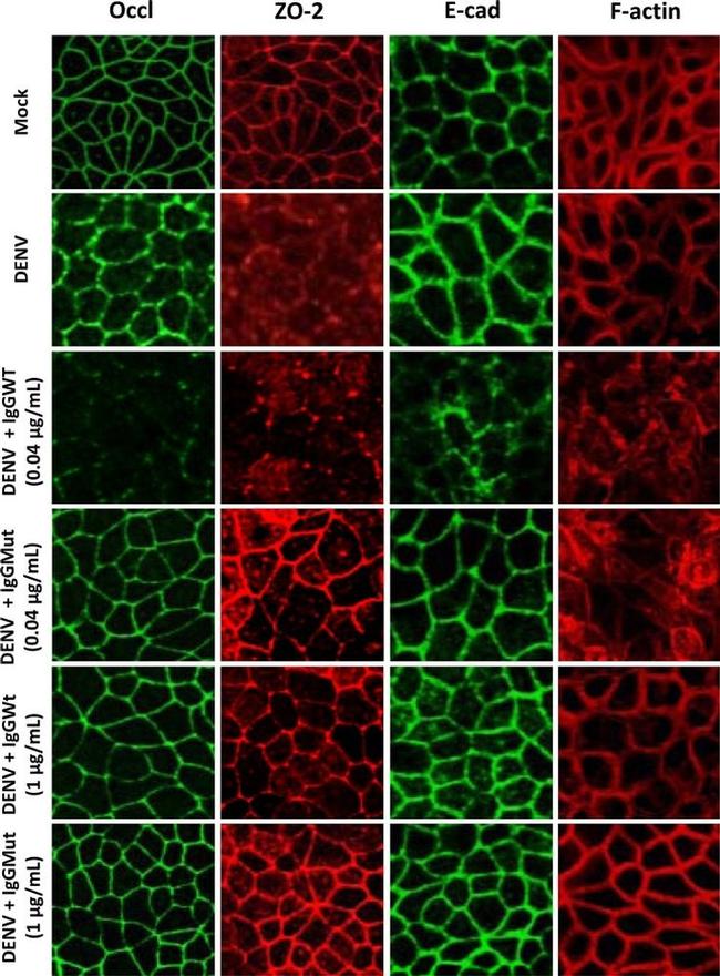 ZO-2 Antibody in Immunocytochemistry (ICC/IF)