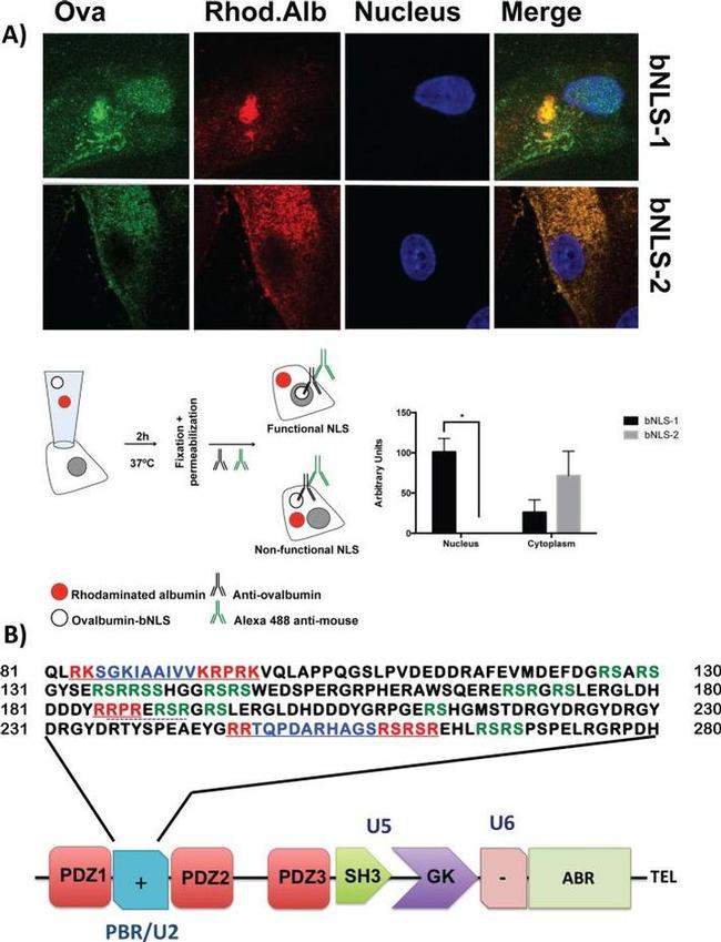 ZO-2 Antibody in Immunocytochemistry (ICC/IF)