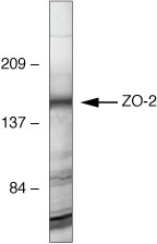 ZO-2 Antibody in Western Blot (WB)