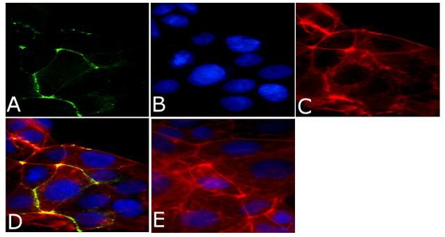 ZO-2 Antibody in Immunocytochemistry (ICC/IF)