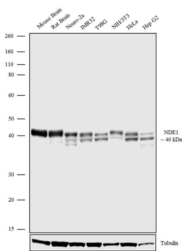 NDE1 Antibody in Western Blot (WB)