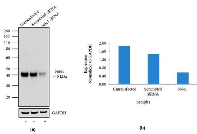 NDE1 Antibody in Western Blot (WB)