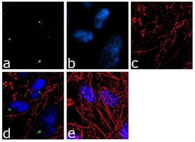 CDK5RAP2 Antibody in Immunocytochemistry (ICC/IF)